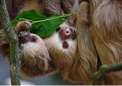 Two Toed Sloths