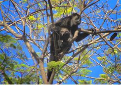 Howler Monkey