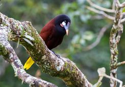 Oropendola Bird