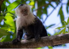 Capuchin Monkey