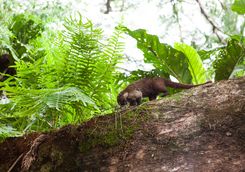 Coati