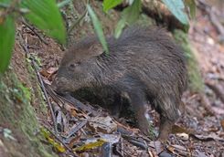Peccary in the Wild