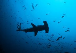 Scalloped Hammerhead