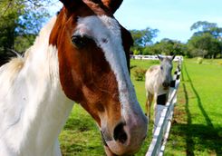 Close Up of a Horse