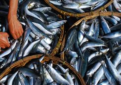 Sorting fish