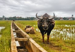 Water buffalo in Hoi An