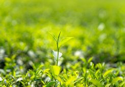 Tea Plantation