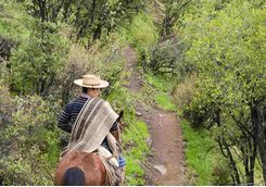 Cowboy horse riding in Chile