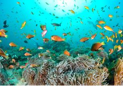 Clown fish