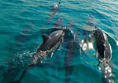 Dolphins swimming