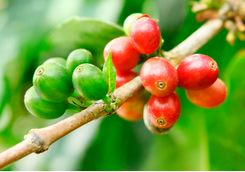 Coffee Fruit