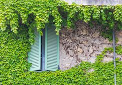 Leaves outside Window