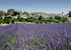 Lavender Field