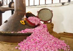 Big Oven and Pink Flowers