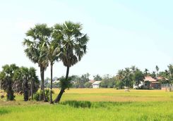 Countryside around Siem Reap