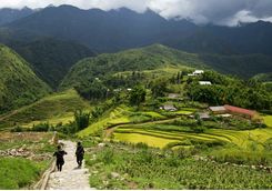 Sapa rice fields