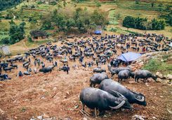 Agriculture market in Sapa
