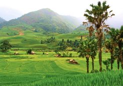 Rice fields around Sapa