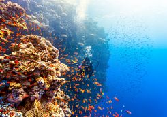Diving with coral