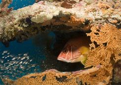Soft coral