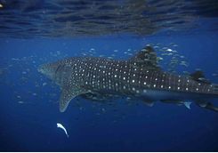 Whale shark in the Maldives