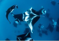 Baa atoll manta rays