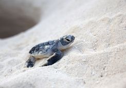 baby turtle on a beach