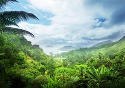 mahe tropical jungle