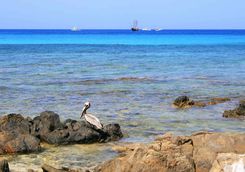Pelican on a rock