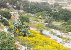 Spring in Gozo