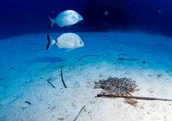 Maltese marine life