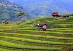 rice field