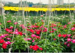 ho chi minh flowers