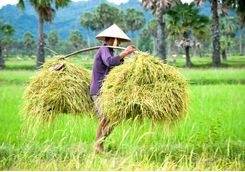 rice harvester