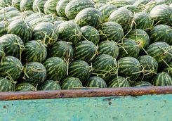 watermelon cai rang