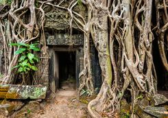 ta prohm temple