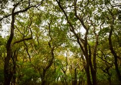 tonle sap lake mangrove