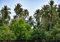 coconut trees mekong river