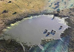 Elephants at watering hole