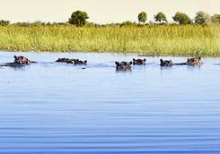 Hippos in the water