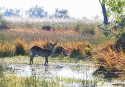 Lechwe in Botswana