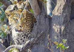 Leopard in a tree