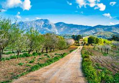 Mallorcan countryside