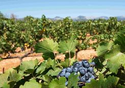 Grapes in vineyard, Mallorca