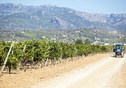 Mallorcan vineyard