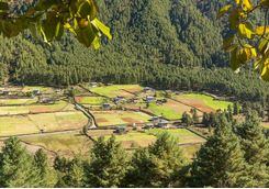 Gangtey valley