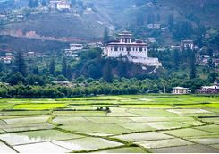 Rice paddy, Paro Dzong