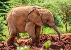 Baby elephant