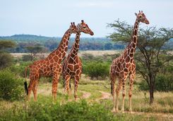 Three giraffes