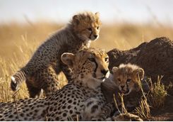 Cheetah family